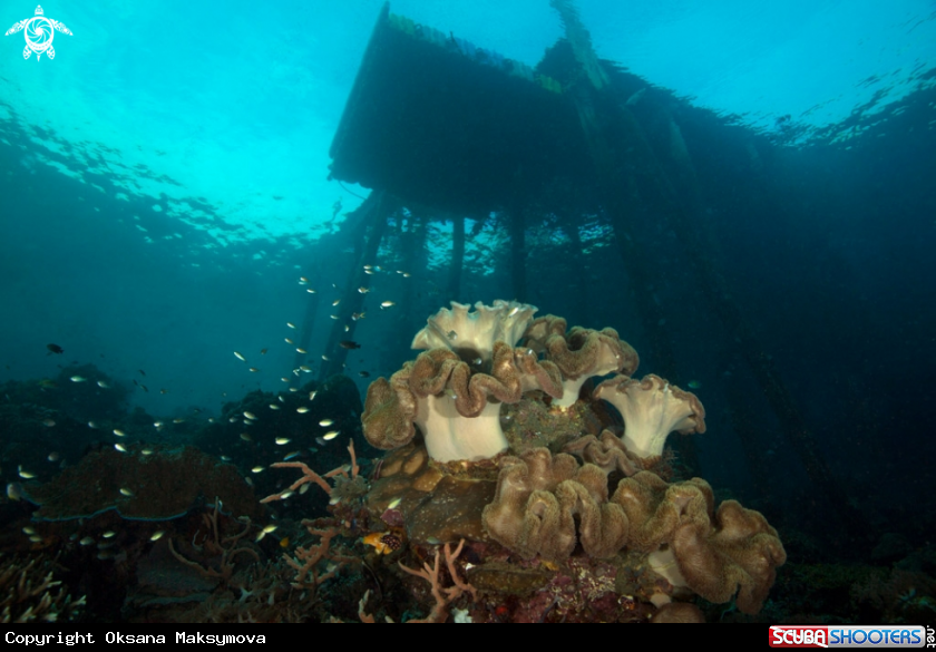 A life under Jetty