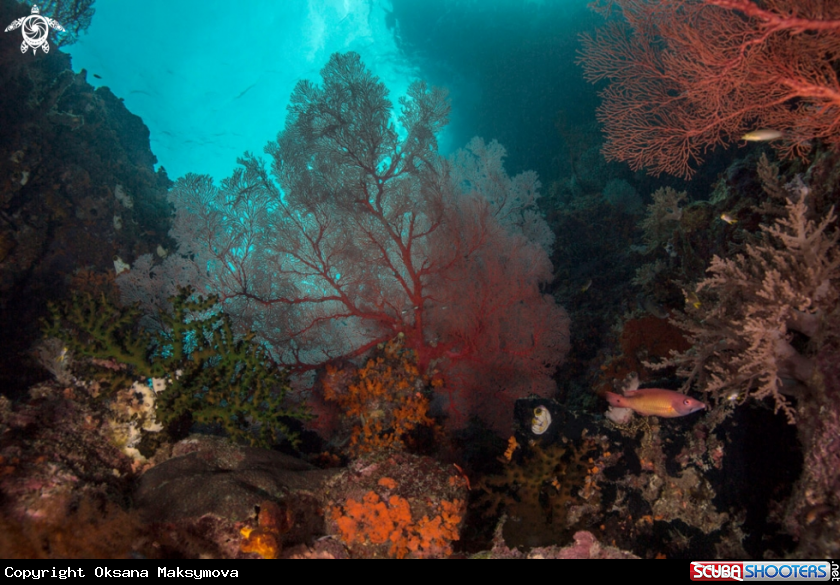 A Soft corals