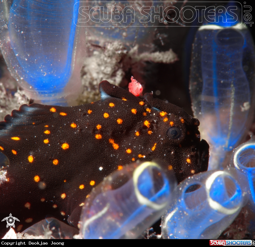 A frog fish