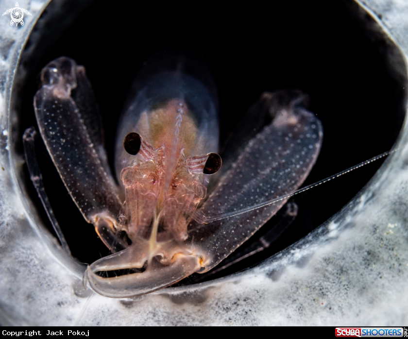 A Thaumastocaris streptopus