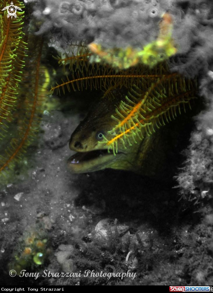 A Green Moray Eel