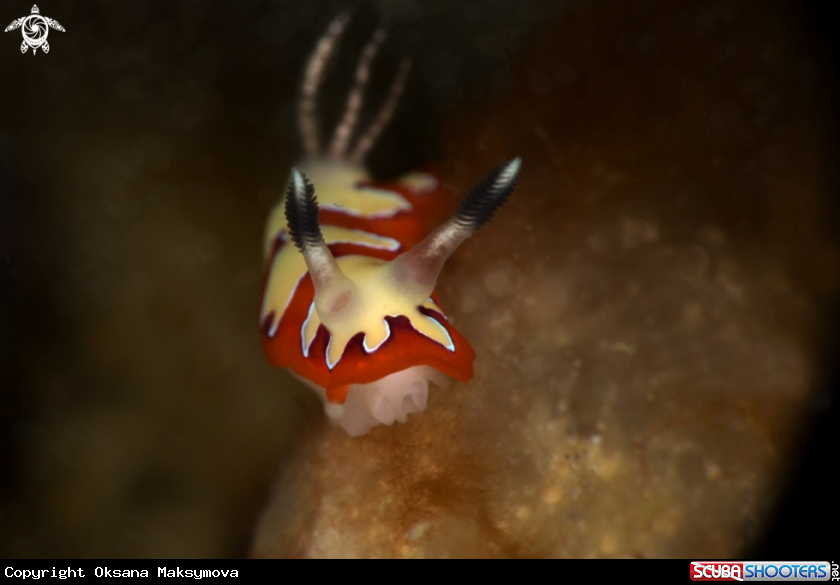 A Nudibranch Goniobranchus fidelis
