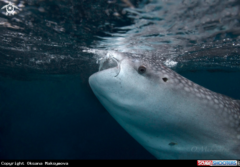 A Whale Shark