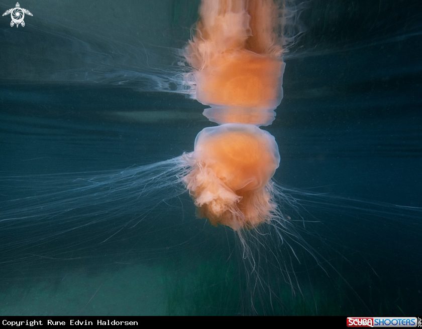 A Lions mane jelly