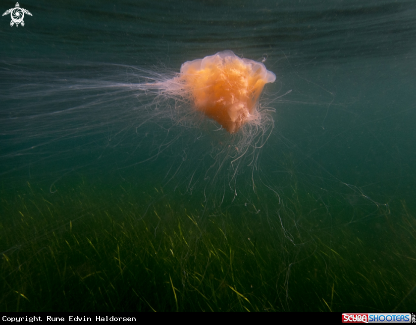 A Lions mane jelly