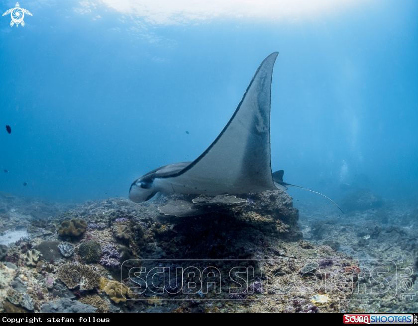 A Manta Ray