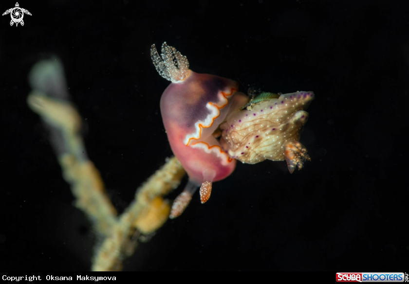 A Nudbranch Goniobranchus sp. 39, NSSI