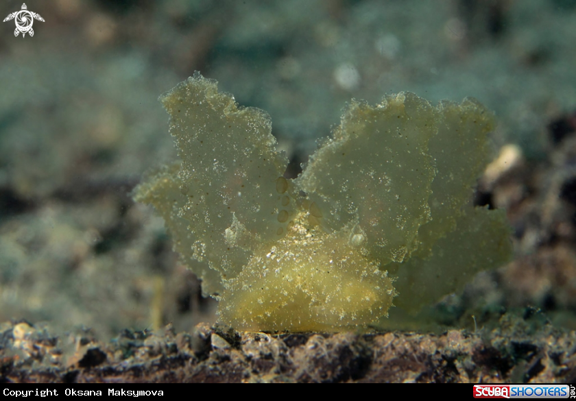A Nudibranch Melibe viridis