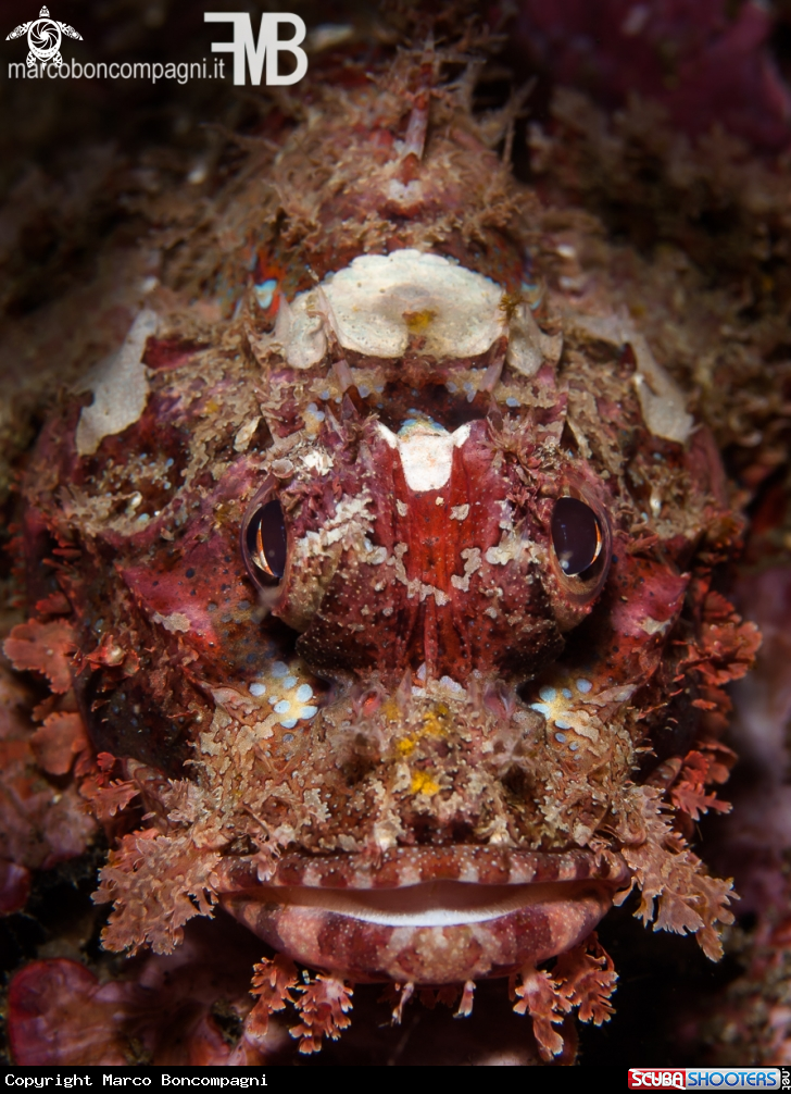 A Scorpion fish