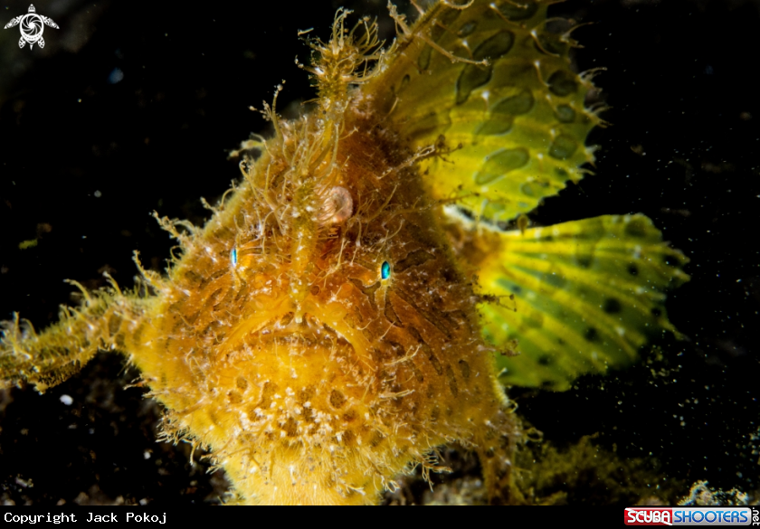 A Hairy frogfish