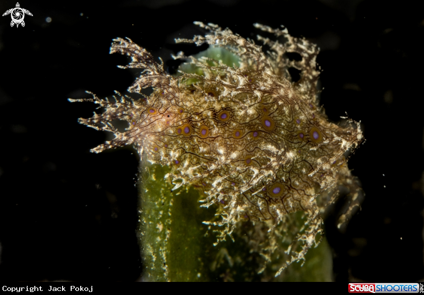 A Stylocheilus striatus