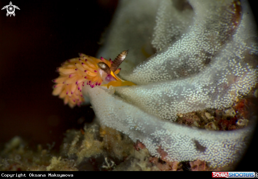 A Nudibranch Favorinus mirabilis