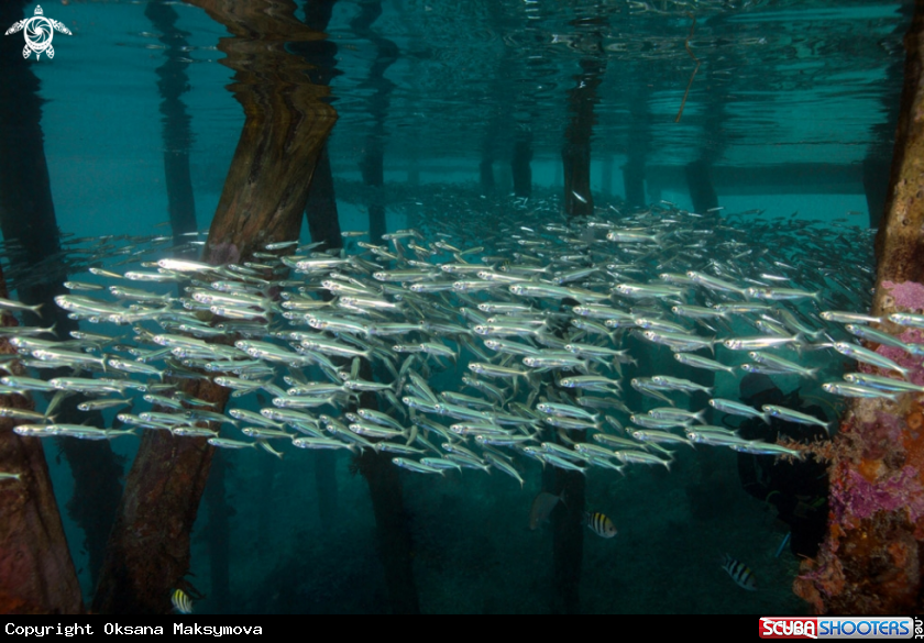 A Life under Jetty