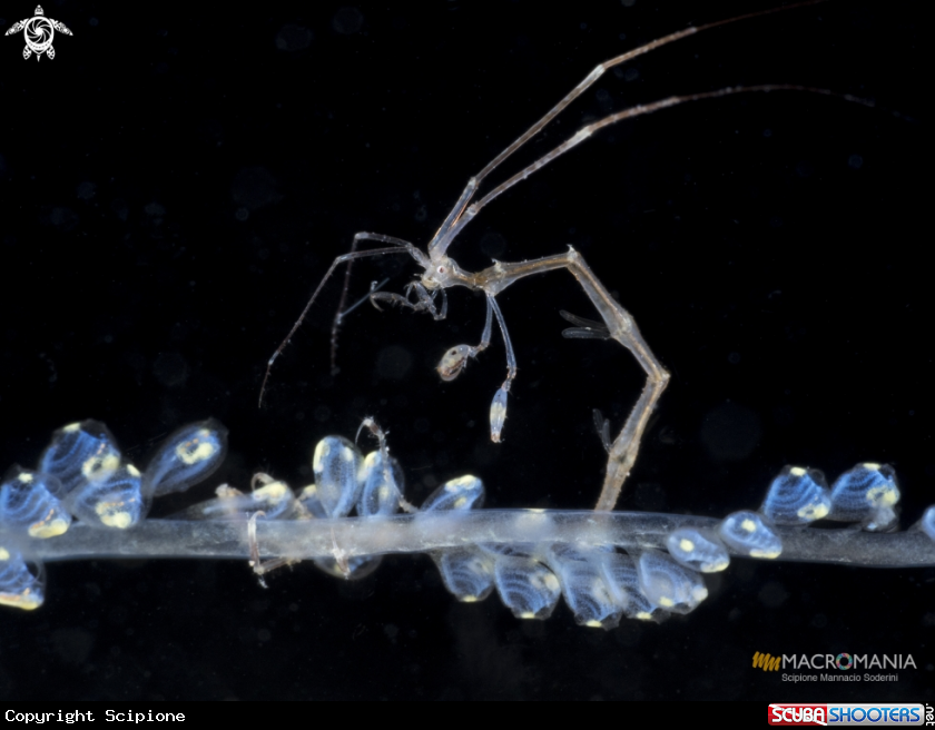 A Skeleton Shrimp