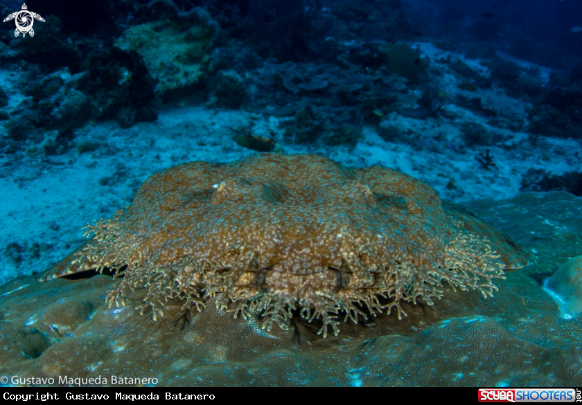 A Banded Wobbegong shark
