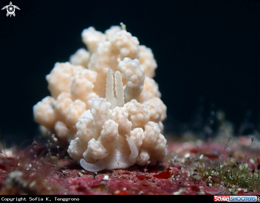 A Nudibranch