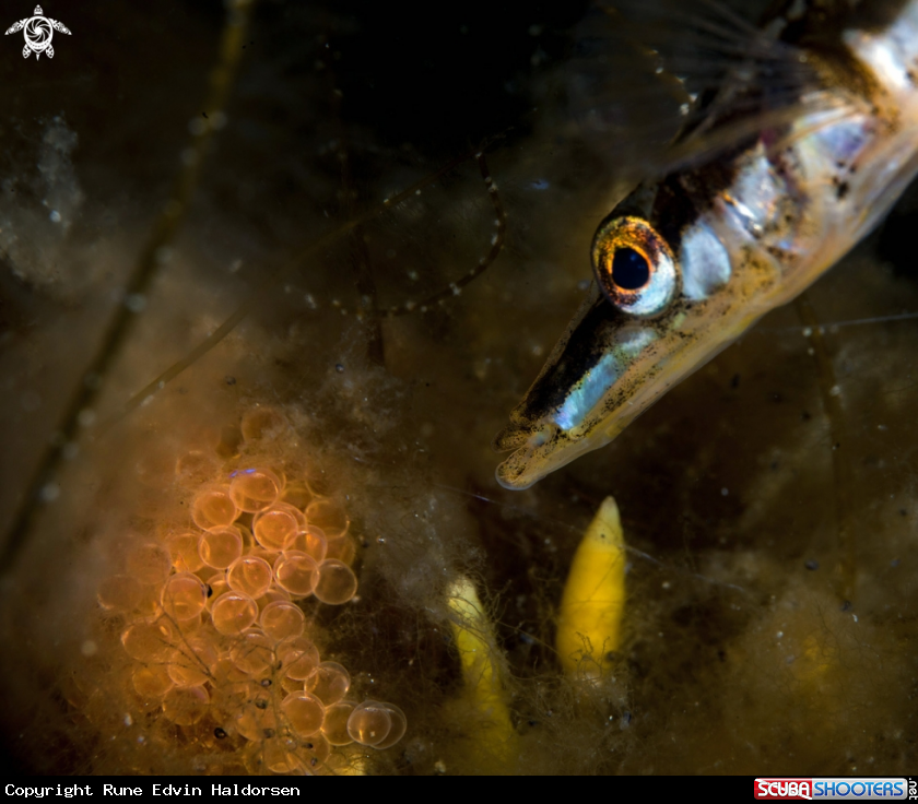 A Fifteen spined stickleback