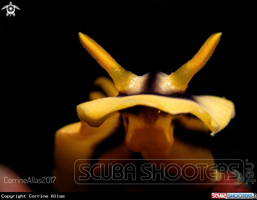 A chromodoris nudi