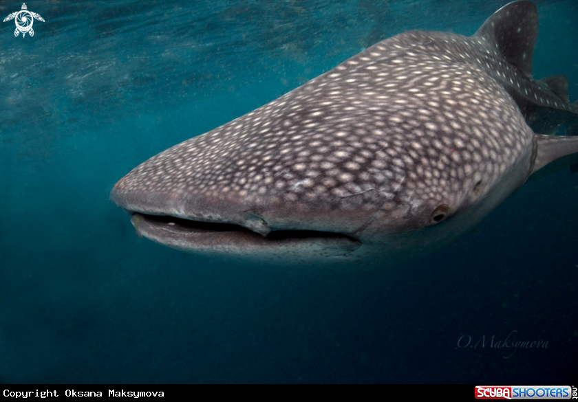 A Whale Shark