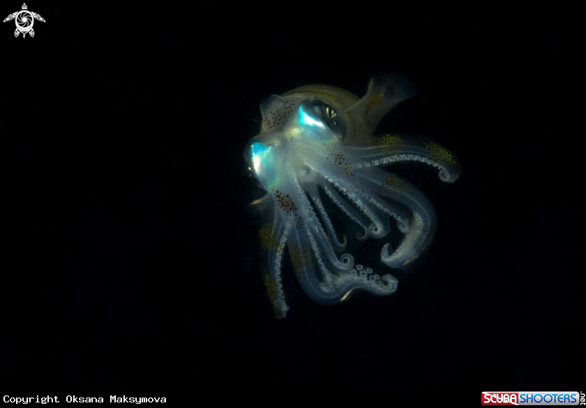 A  Bigfin reef squid or oval squid (Sepioteuthis lessoniana)