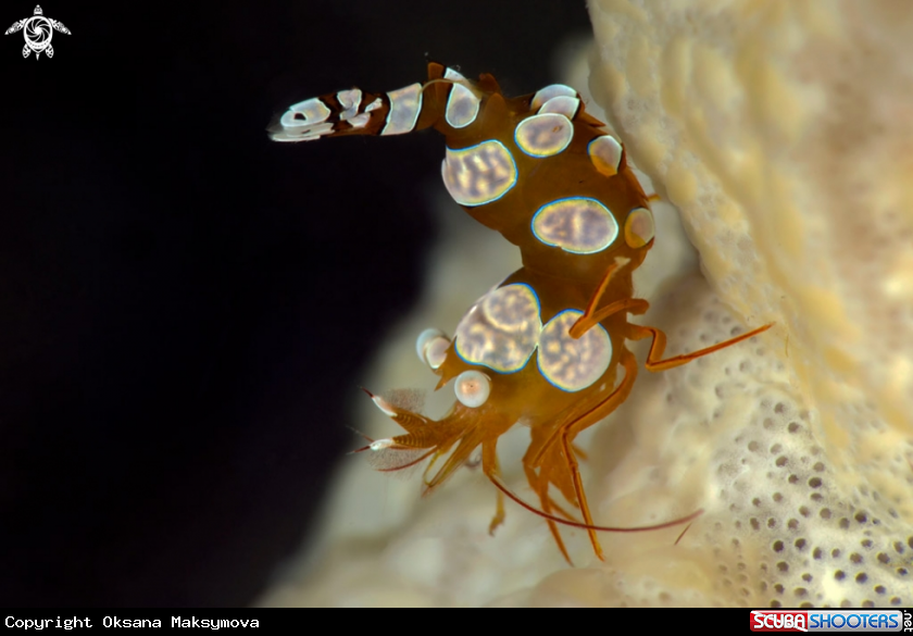 A Sexy Shrimp (Thor amboinensis)