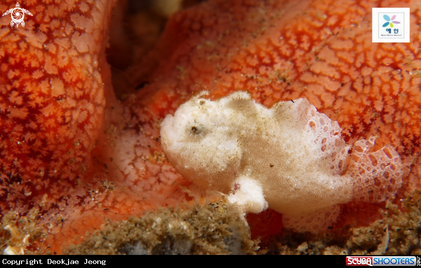 A frog fish