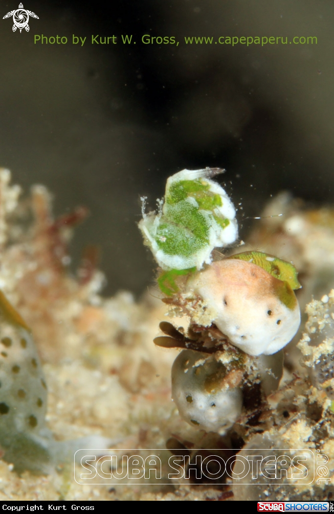 A Hairy Shrimp