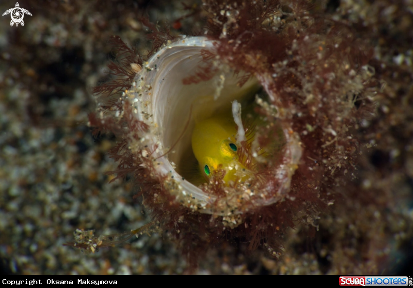 A Yellow Pygmy Goby (Lubricogobius exiguus)