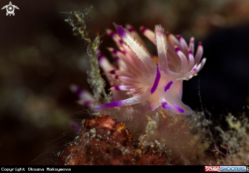 A Nudibranch Coryphellina rubrolineata