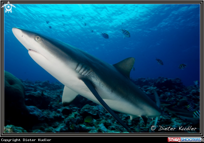 A Sharks