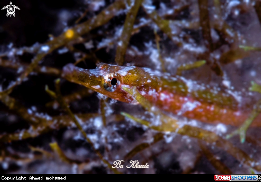 A Pipefish 