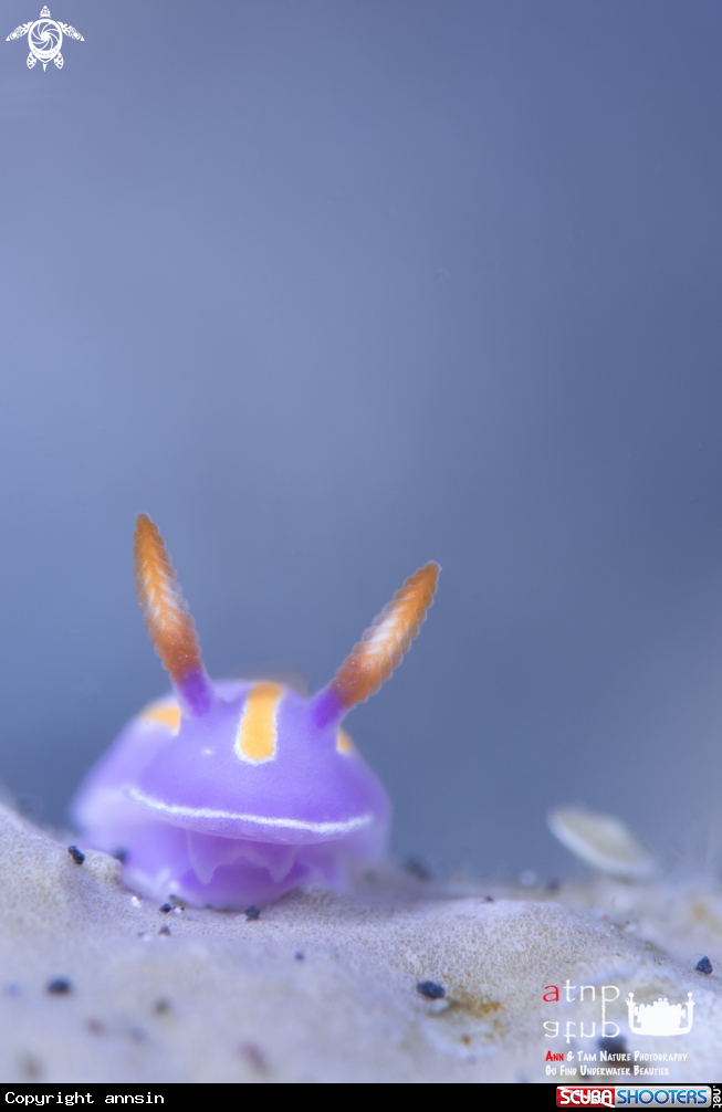A Mexichromis trilineata