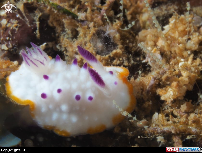 A Mexichromis 
