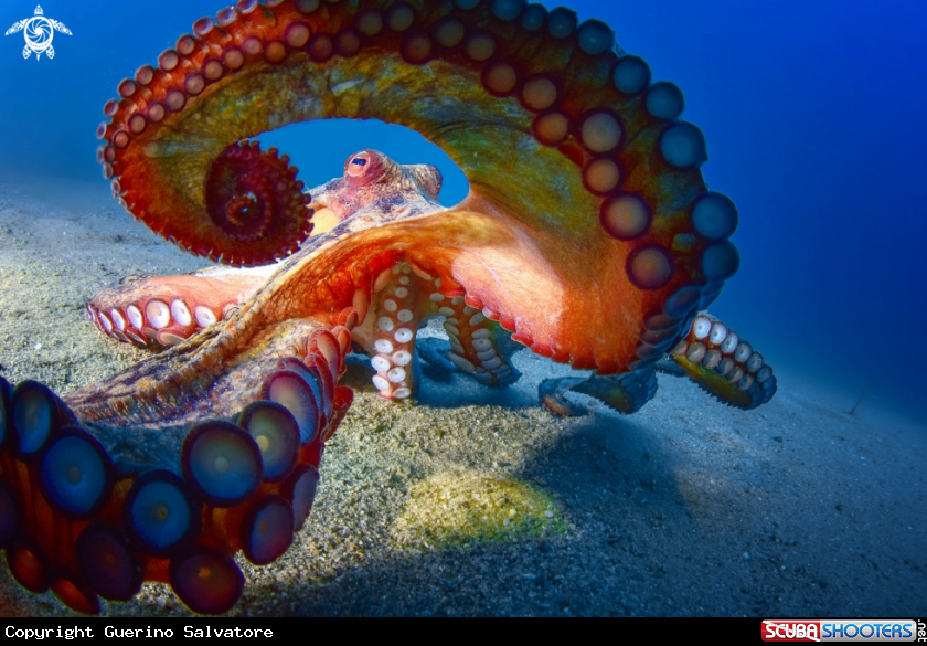 A Octopus vulgaris