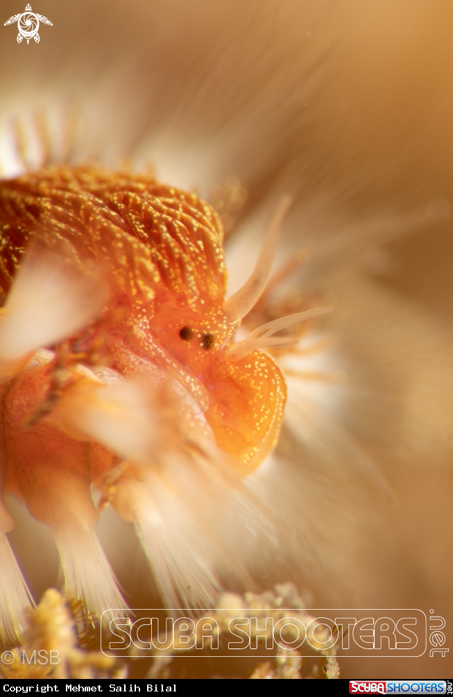 A Fireworm