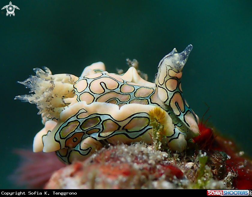 A Nudibranch
