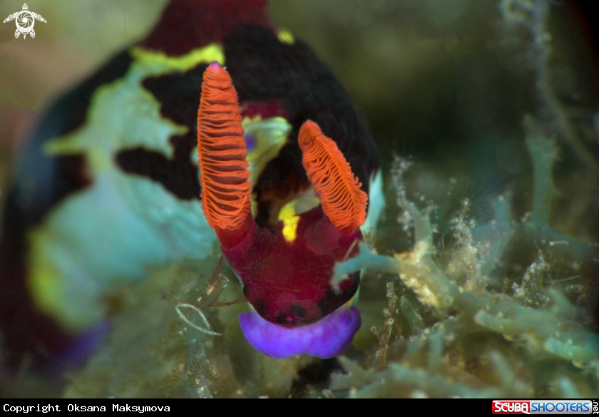 A Nudibranch Nembrotha chamberlaini