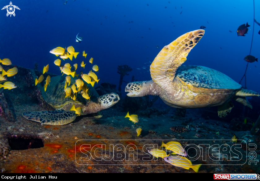 A Hawaiian green sea turtle
