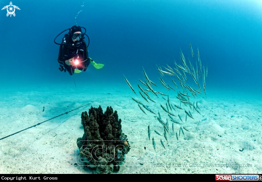 A Razorfish