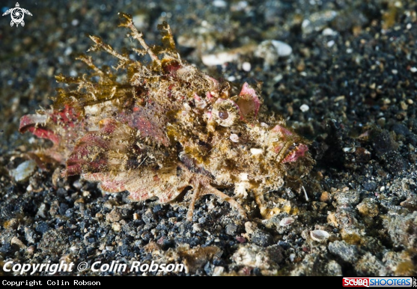 A scorpion
