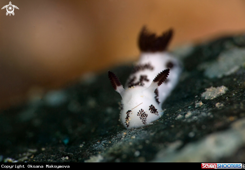 A Nudibranch Jorunna funebris