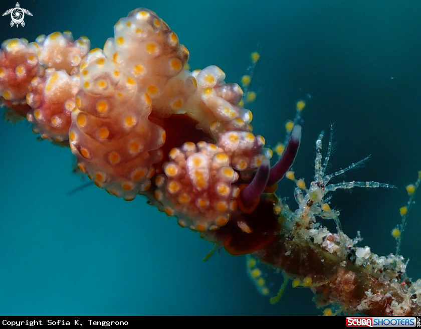 A Nudibranch & Shrimp