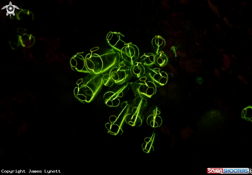 A Lightbulb Sea Squirts