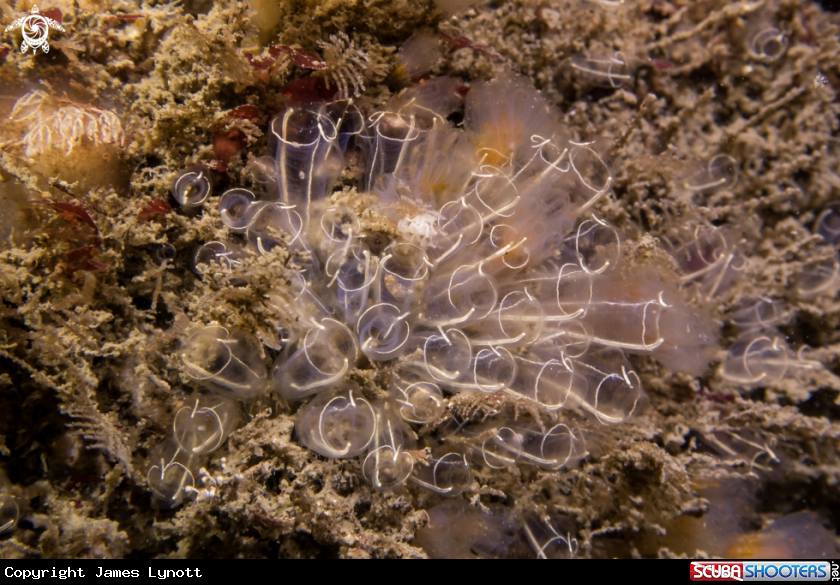 A Lightbulb Sea Squirts