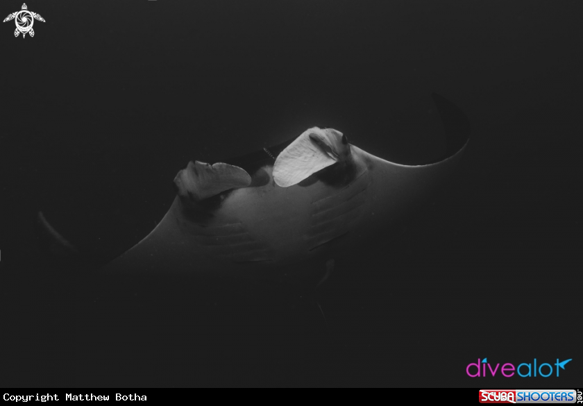 A Manta Ray