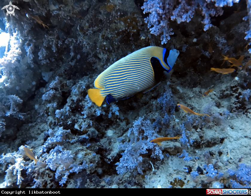 A Emperor Angelfish