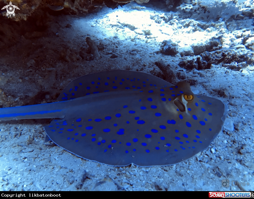 A Blue spotted ribbontail ray