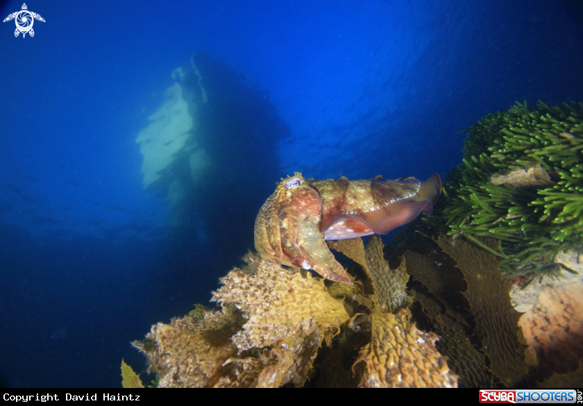 A Cuttlefish