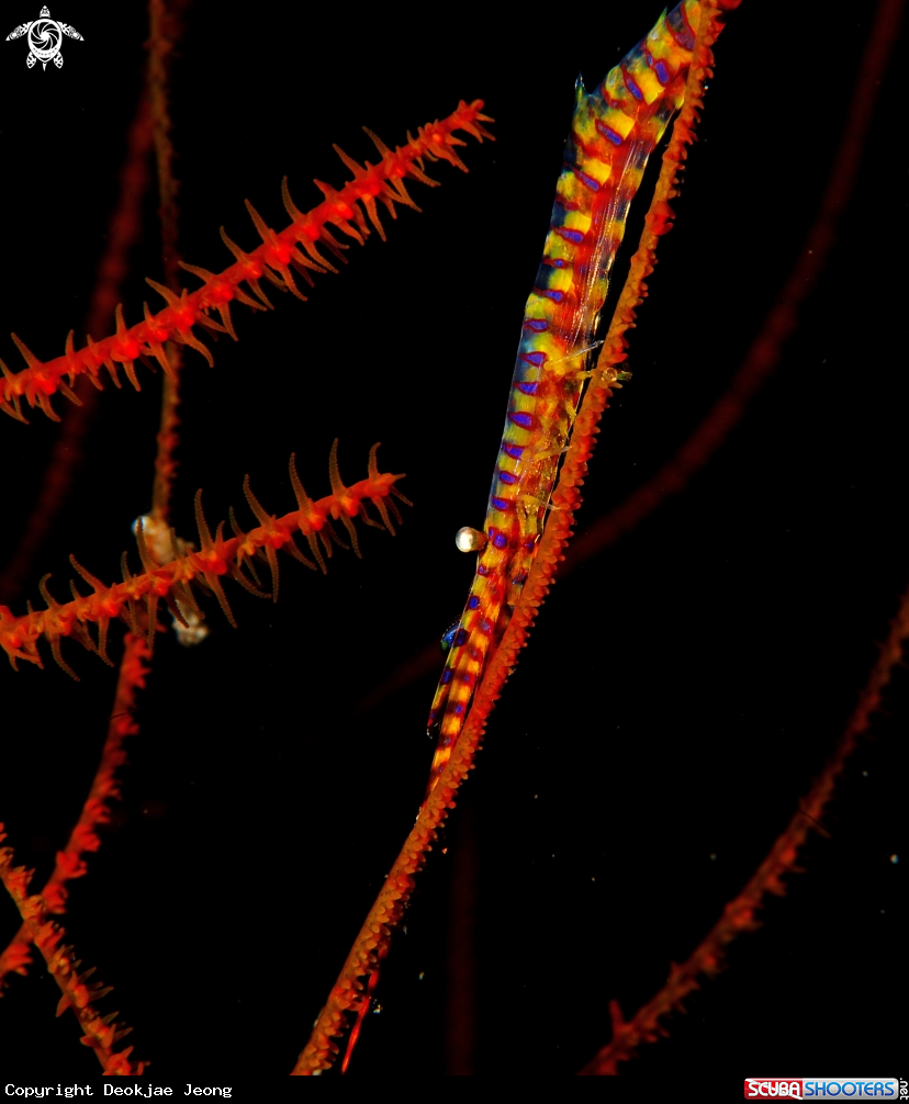 A saw blade shrimp