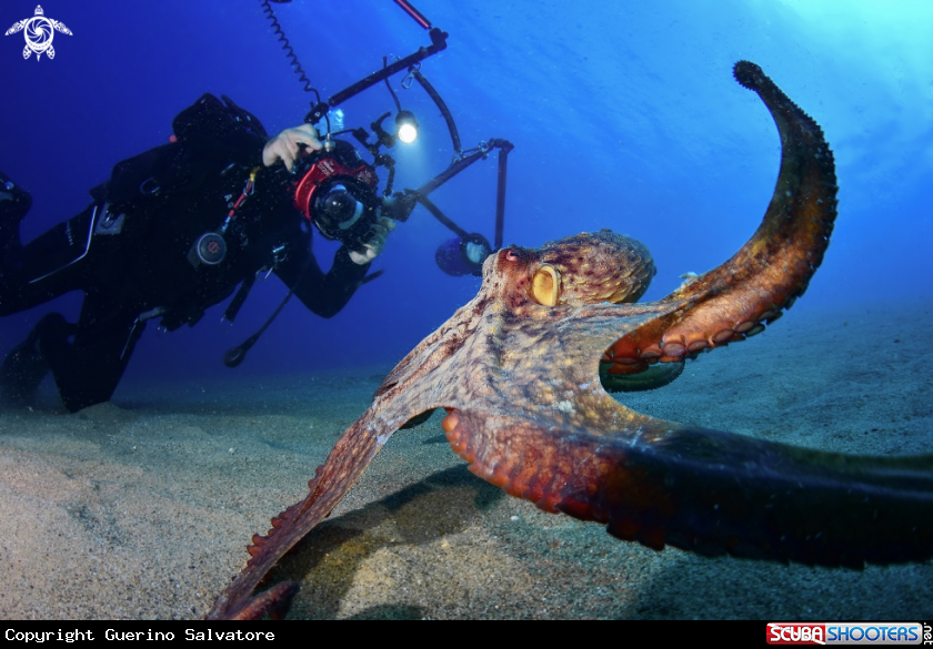 A Octopus vulgaris